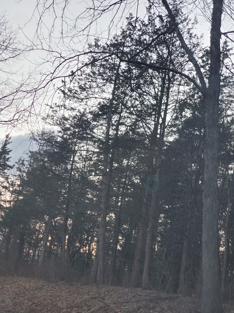 Detatched Forest Preserve